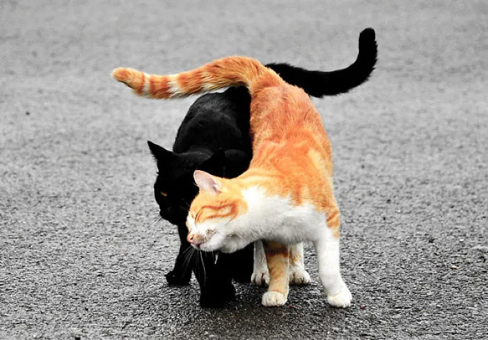 Let's take a walk, my darling