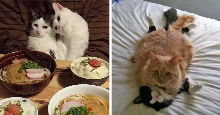 114 Cats Ready For Valentine's Day