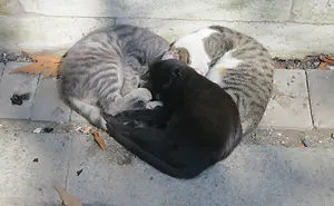 114 Cats Ready For Valentine's Day