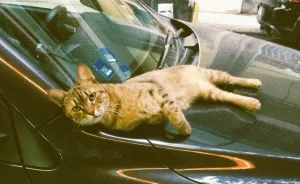 Cats Of Athens: A Window To Their Secret Lives