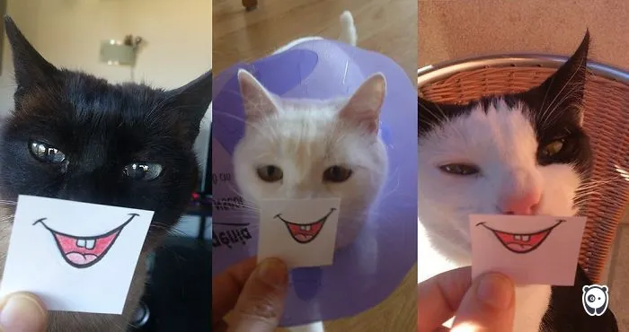 Smile My Cats :)