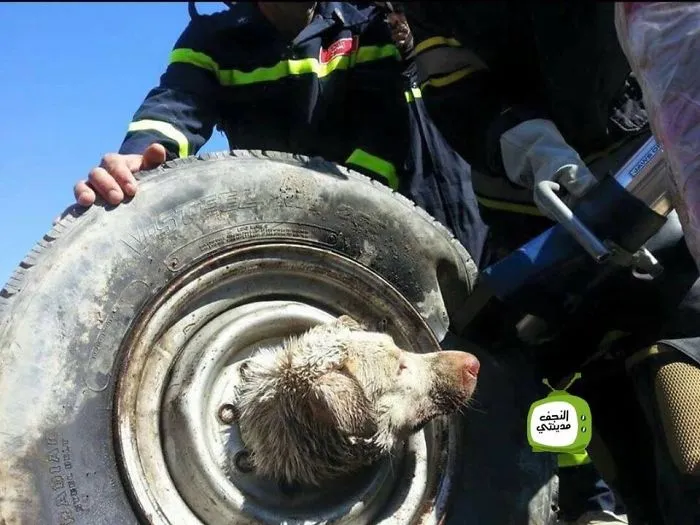 Civil Defense In Najaf City Of Iraq, Save A Dog Stuck In A Part Of A Wheel Is Up.