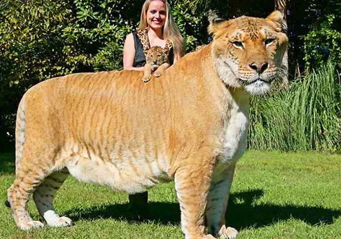Coolest Animal Cross Breeds