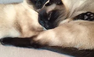 Cuddle Time
