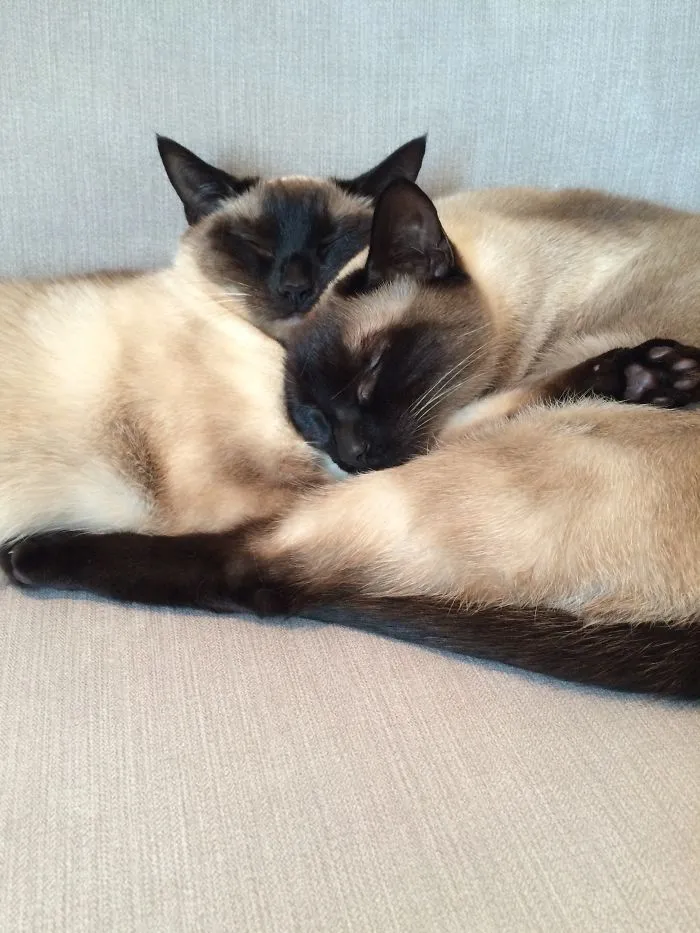 Cuddle Time