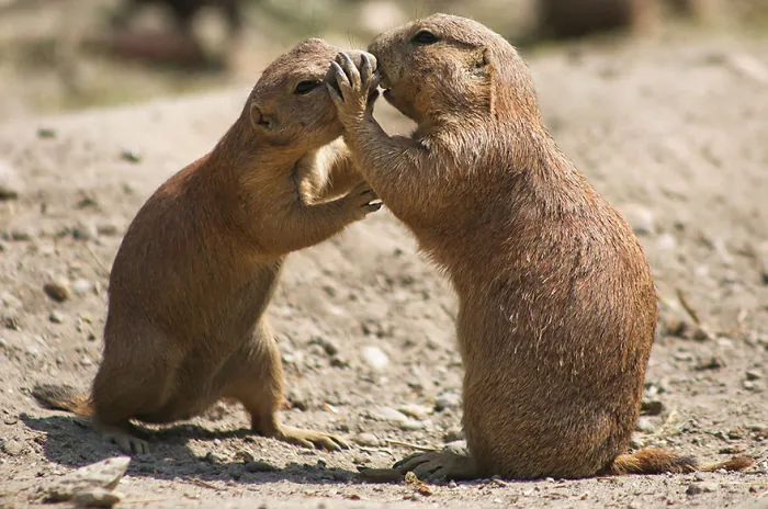 Sweet Love