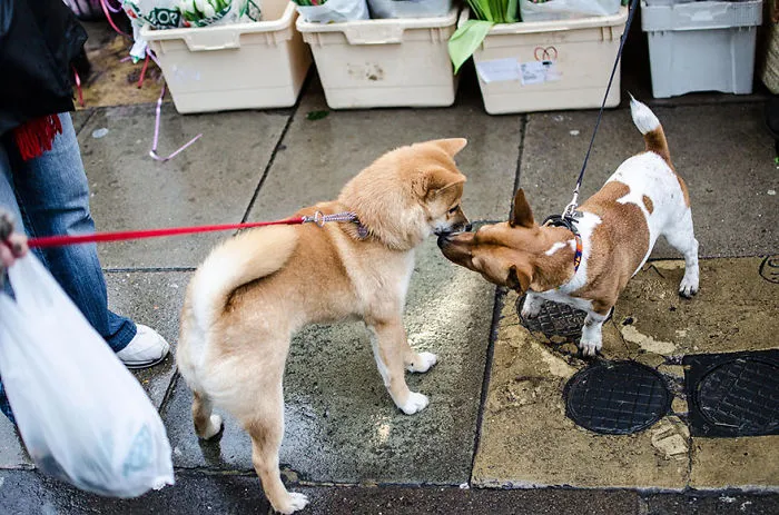 Kiss Dogs