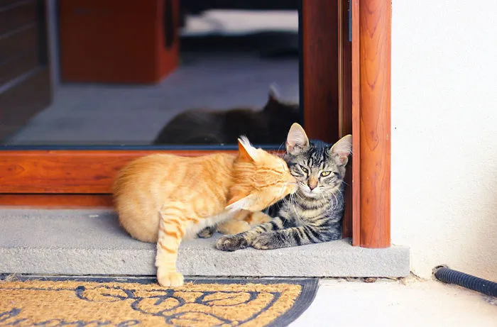 The Kiss