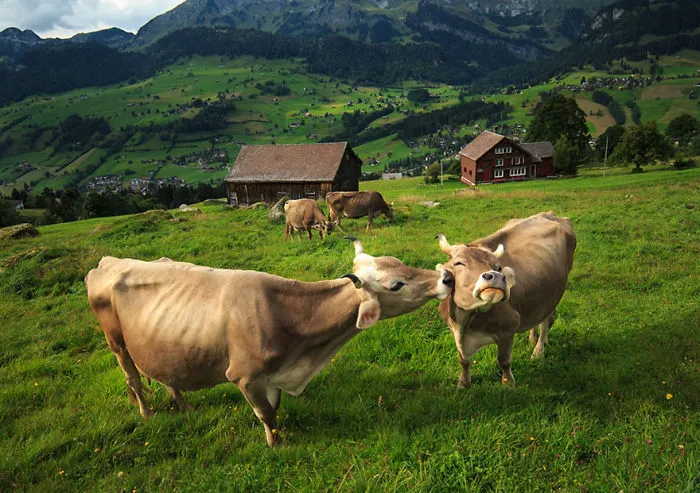 Cow Love