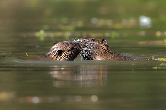 Kissing Coypus
