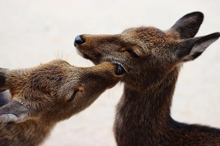 Kiss