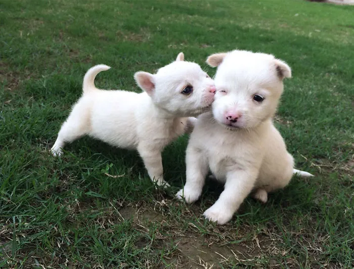 Kiss My Cheeks