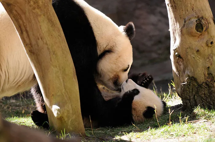 Panda Kisses
