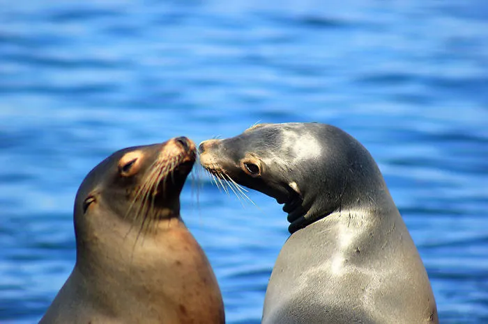 Kiss