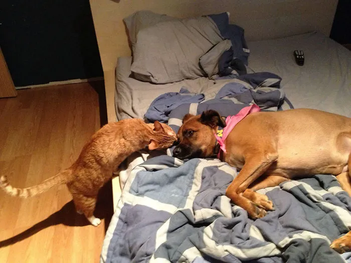 Kisses