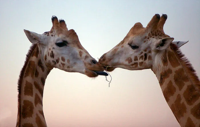 The Lovers