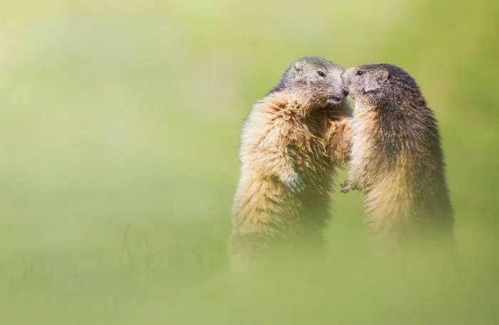 Kiss