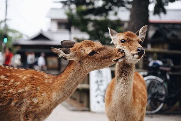 Kiss