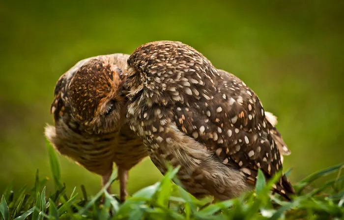 Kiss