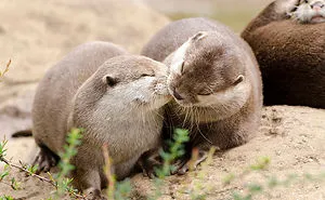 76 Kissing Animals Prove That Kisses Aren't Just For People