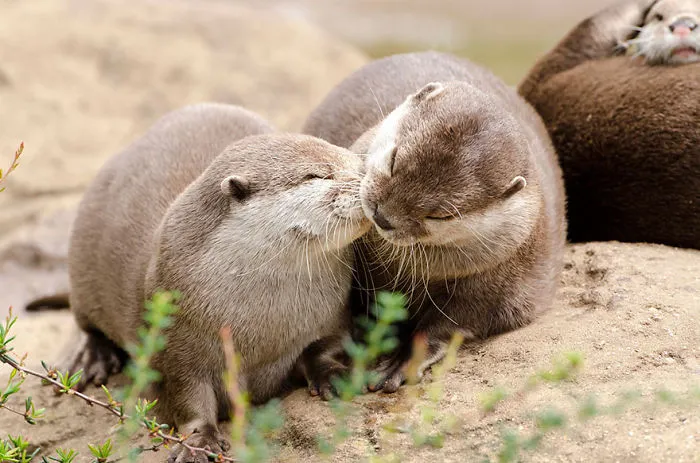 Ooh..please, An'otter Kiss?