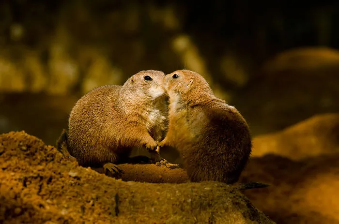 Kiss