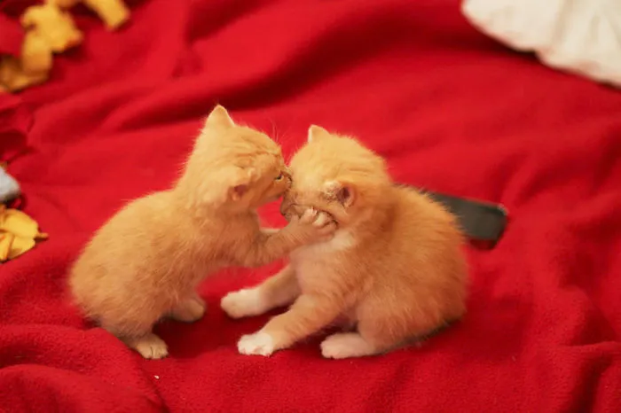 I Must Kiss You