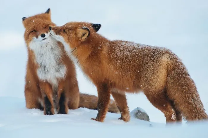 Foxes In Love