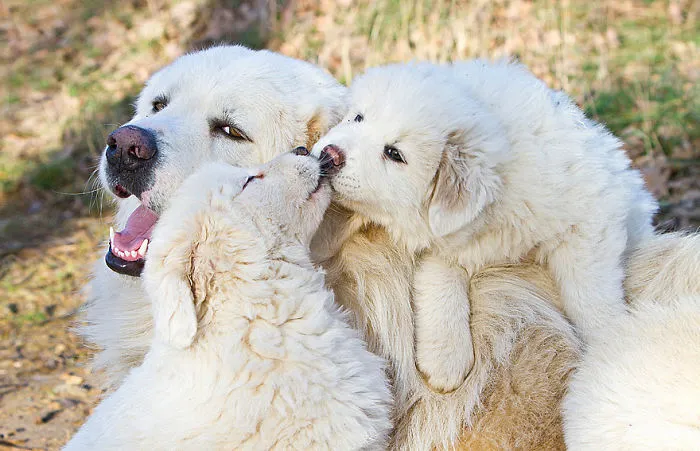Kisses