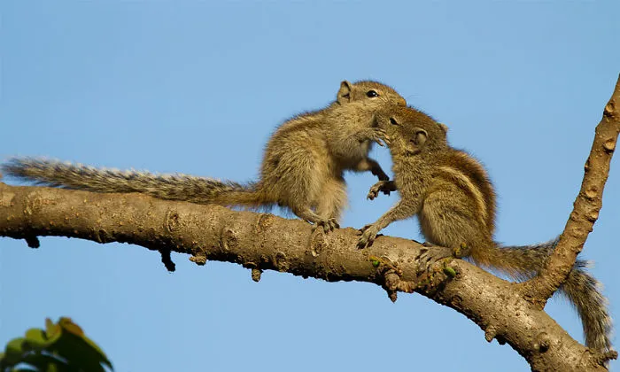 Love In The Woods