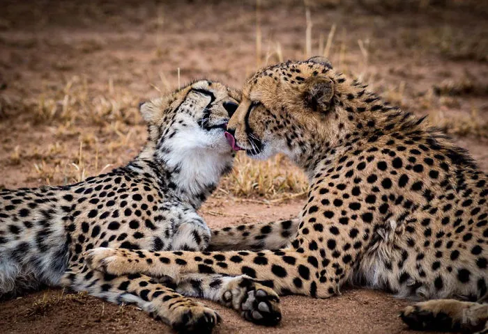Sweet Kiss