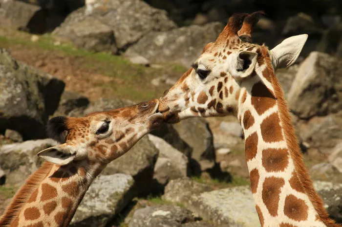 Let Me Give You A Little Kiss