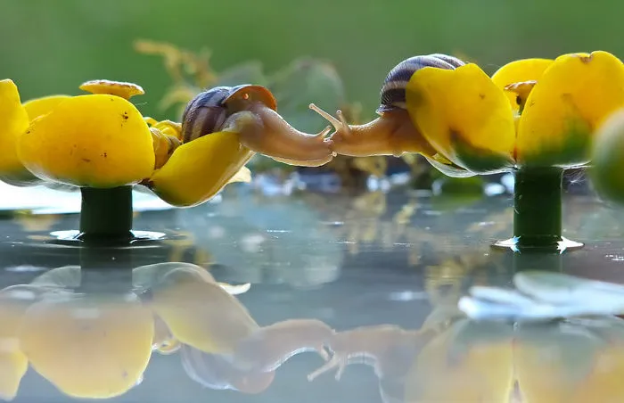 Snail Kiss