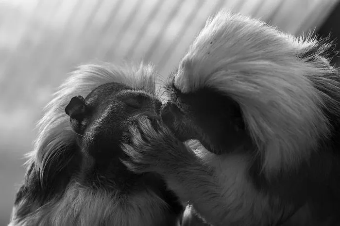 The Kiss
