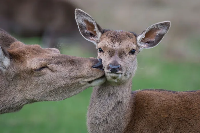 Motherly Love