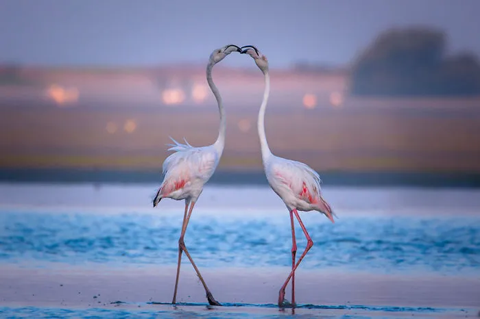 Lovely Flamingos