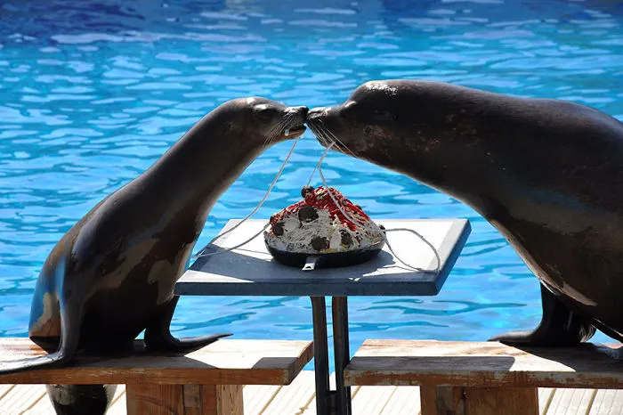 Sealion Romance