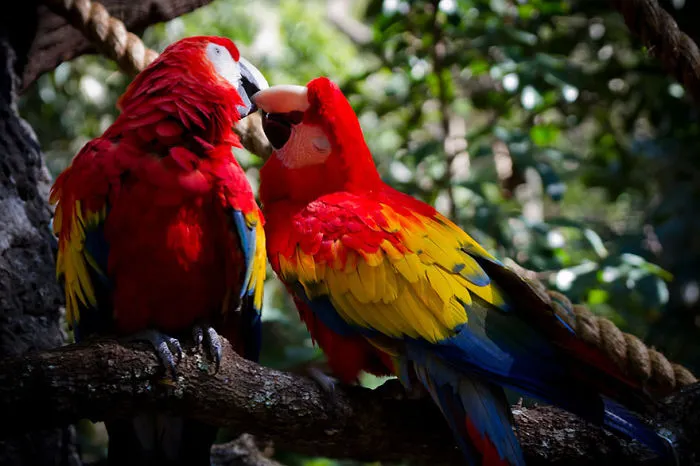 Macaw Kiss