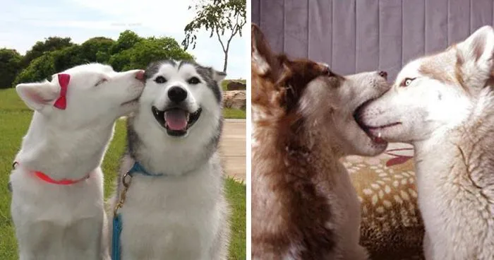 76 Kissing Animals Prove That Kisses Aren't Just For People