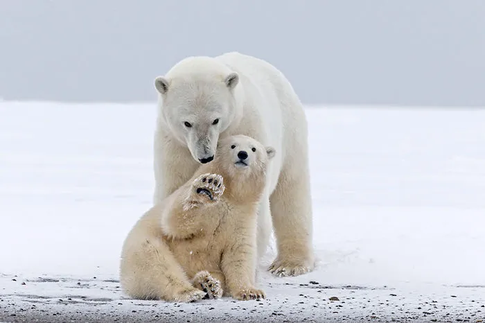 Baby Polar Bear Just Want To Say Hi