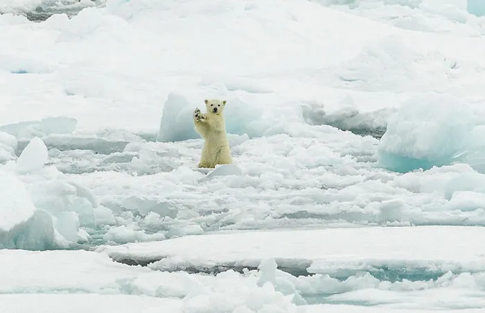 Arctic Hi Five