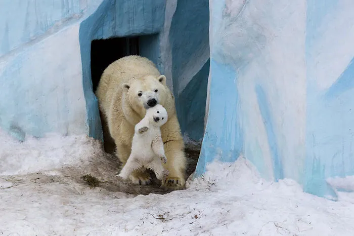 Polar Bear Gerda Playing With Cub