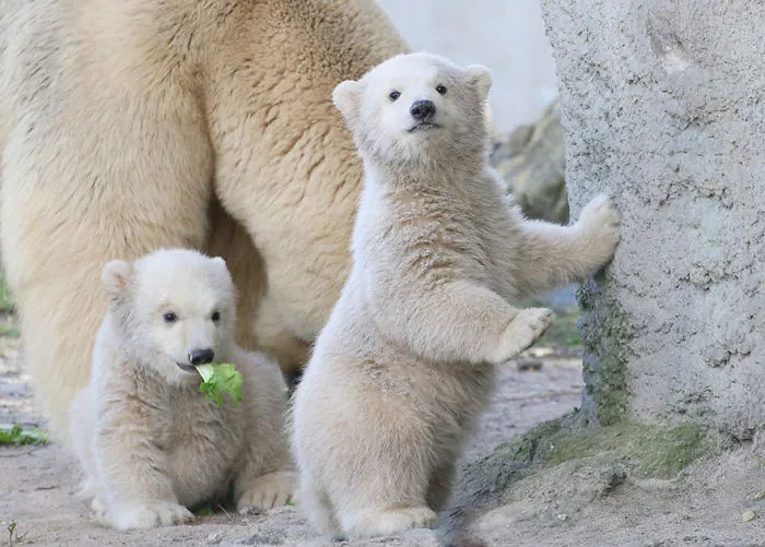 Let Us .... Eat Lettuce!