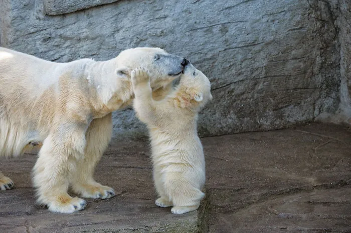 Polar Bear Kissing Mom