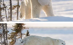 30 Cute Baby Polar Bears Celebrate International Polar Bear Day