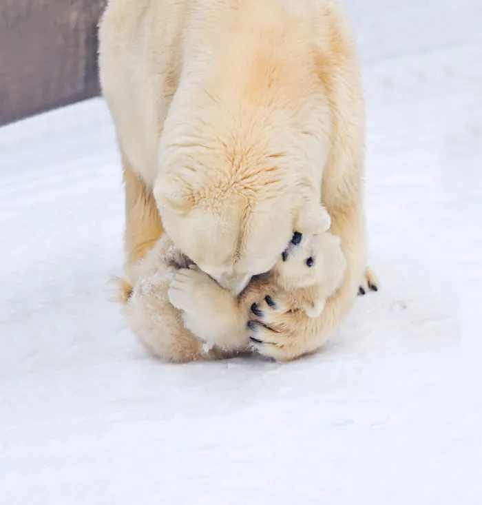 Kissie-Kissie