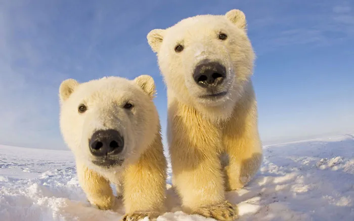 Polar Bear Cubs