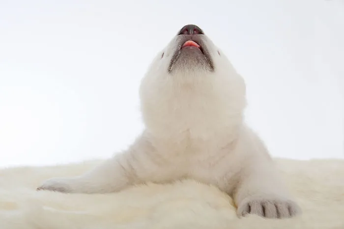 Cute Polar Bear Cub