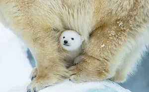 30 Cute Baby Polar Bears Celebrate International Polar Bear Day