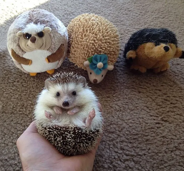 When The Parents Are Gone For The Day The Hedgehogs Will Play!